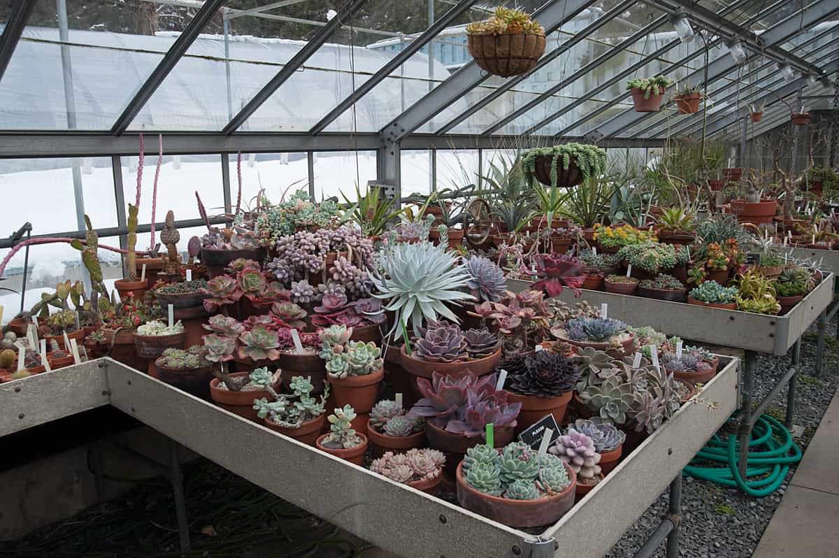 How To Grow Succulents In A Greenhouse Greenhouse Info