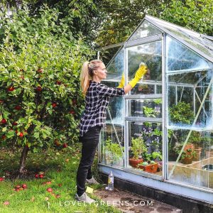 deep clean greenhouse tips