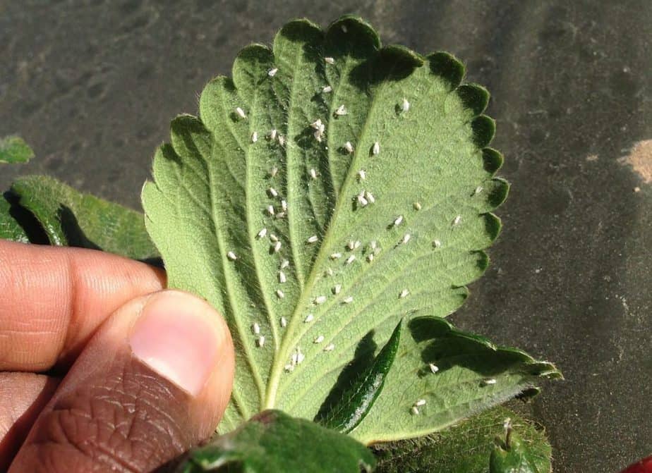 Greenhouse Bugs