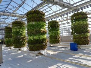 Read more about the article Vertical Gardening in Greenhouses