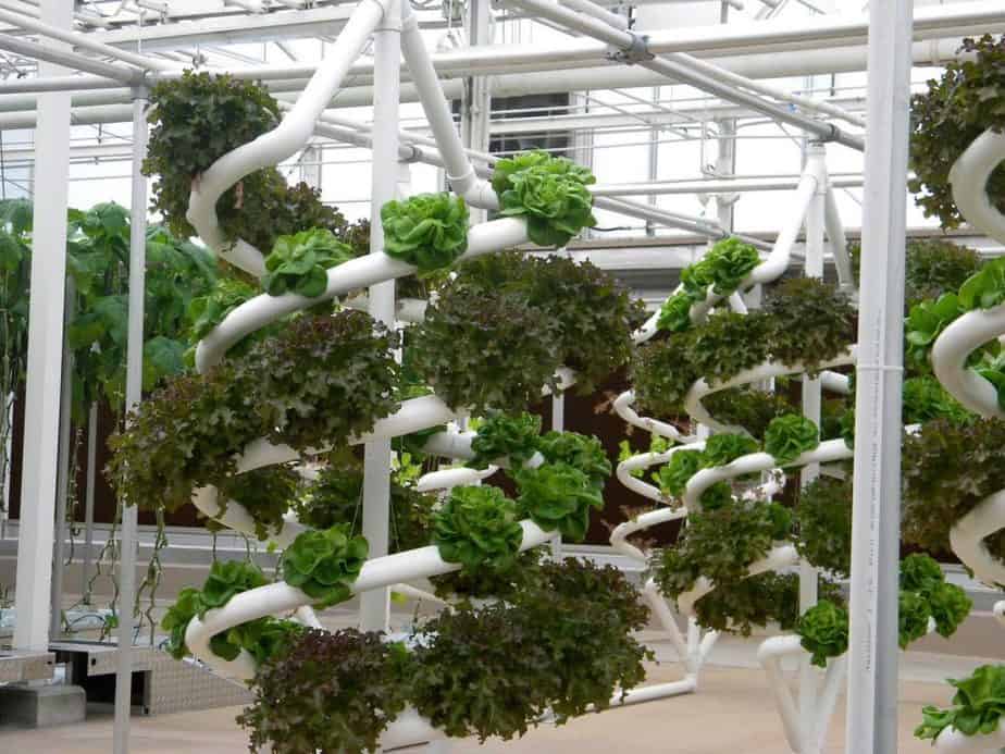 Vertical Gardening in Greenhouses