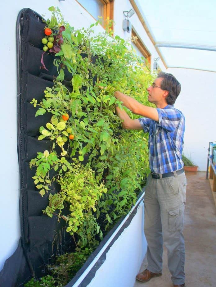 best plants for vertical gardening