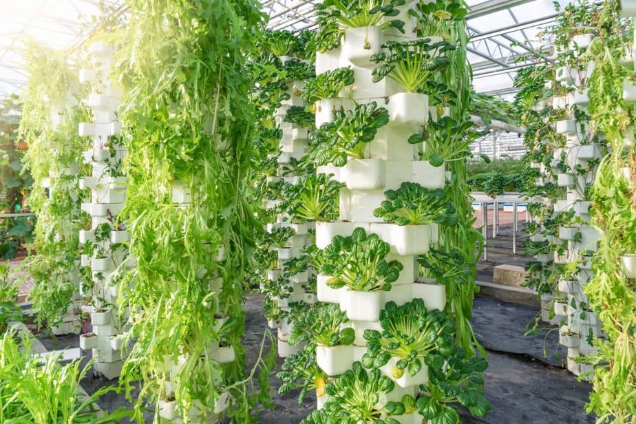 Greenhouse vertical hydroponics