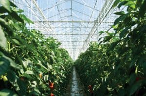 Read more about the article 5 Tips for Greenhouse Ventilation and Cooling