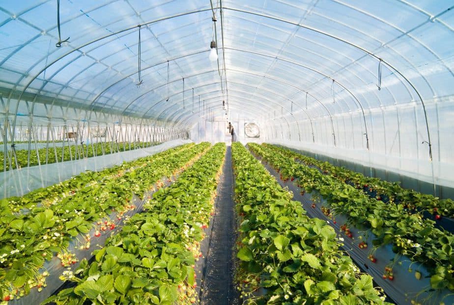 5 Tips for Greenhouse Ventilation and Cooling - Greenhouse Info