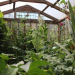 How Much Does A Greenhouse Cost?