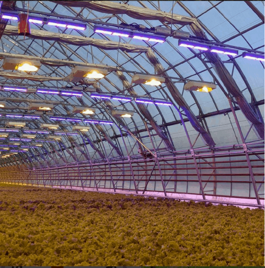 greenhouse lighting