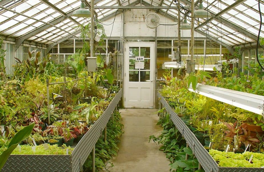 greenhouse plants