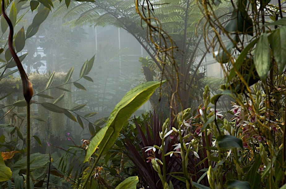 Read more about the article How to Build a Greenhouse Misting System