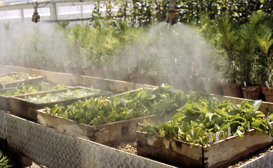 How to Build a Greenhouse Misting System Greenhouse Info