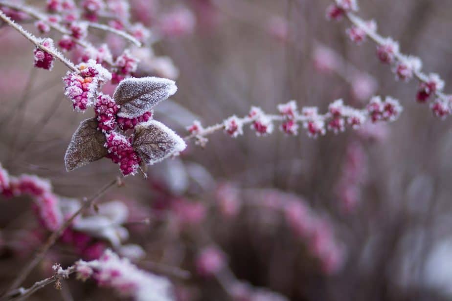 How to Grow a Winter Greenhouse 