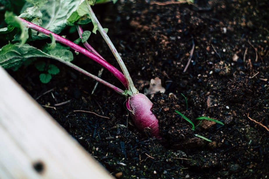 Tending Winter Greenhouse Crops