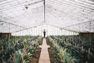 pros and cons of greenhouses