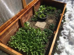 what is a cold frame?