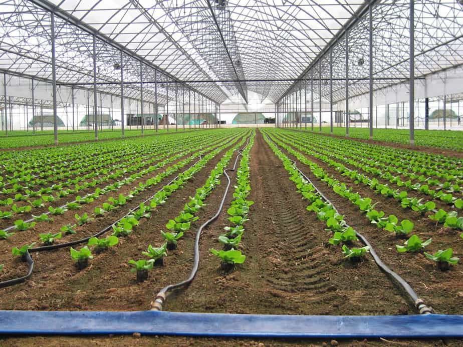 How to Build a Greenhouse Drip Irrigation System