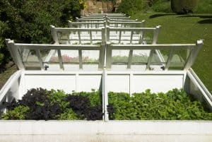 differences between coldframes and greenhouses