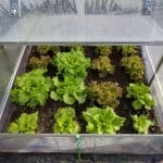 The Difference Between Coldframes and Greenhouses