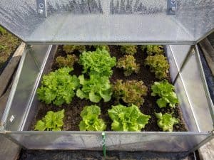 Read more about the article The Difference Between Coldframes and Greenhouses