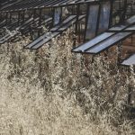 The Pros and Cons of Greenhouses