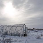 Best Clear Plastic Sheets for Greenhouses