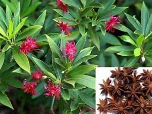 Star anise seeds for planting