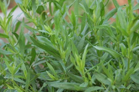 Tarragon seeds for planting