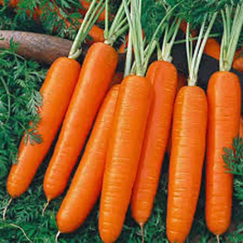 carrot seeds for planting