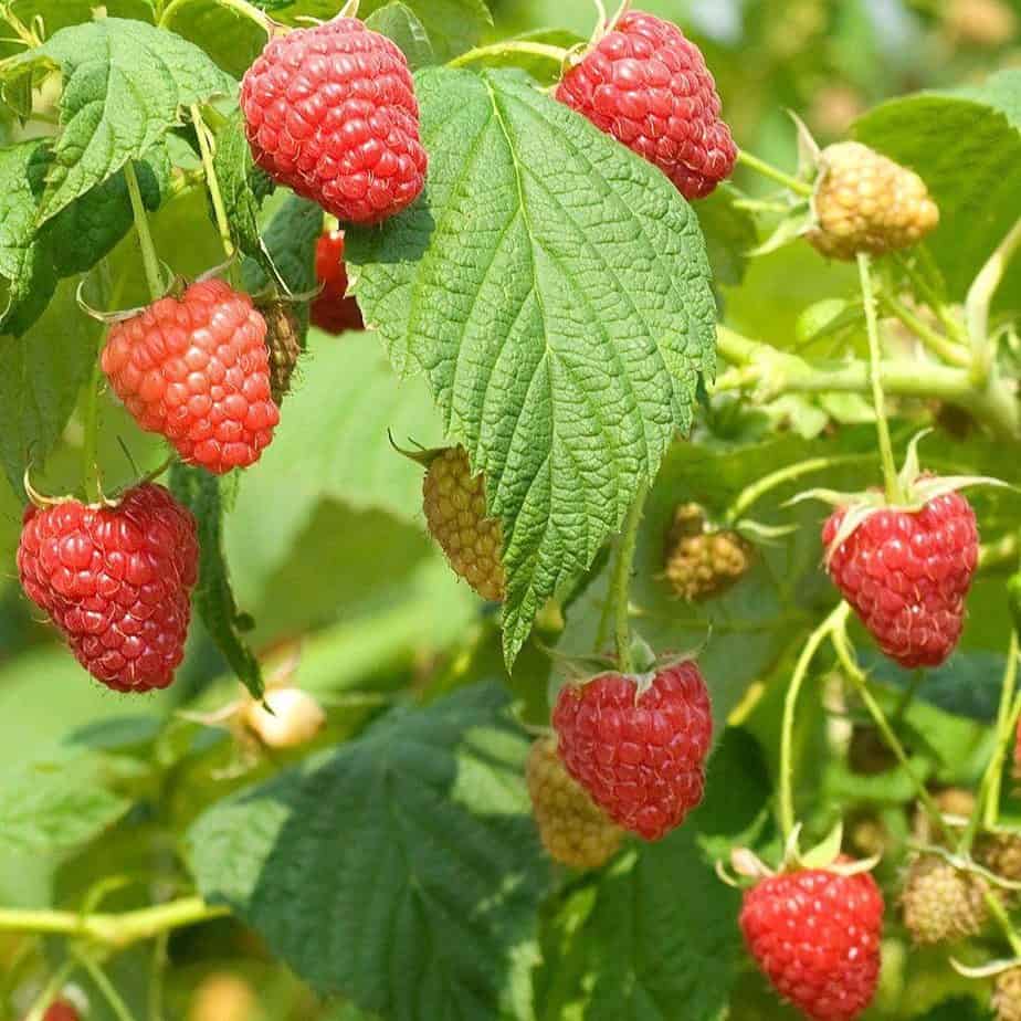 rasberries seeds for planting
