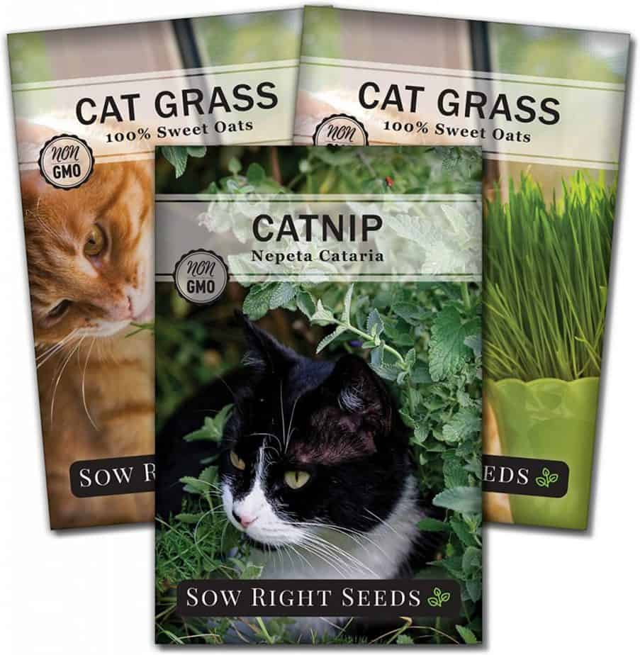 catnip cat grass seeds for planting