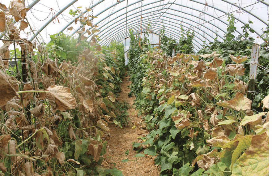 Pest Pressure greenhouses