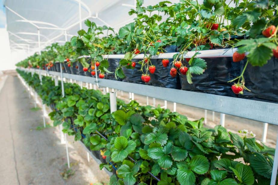 top-10-beginner-greenhouse-plants-greenhouse-info