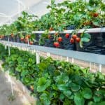 Top 10 Beginner Greenhouse Plants