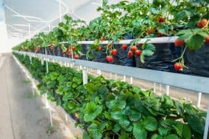 Read more about the article Top 10 Beginner Greenhouse Plants