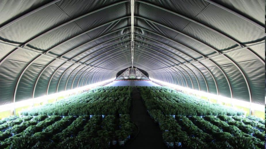 Greenhouse Light Deprivation in 2021