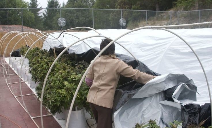 Light Deprivation with Hoop Houses