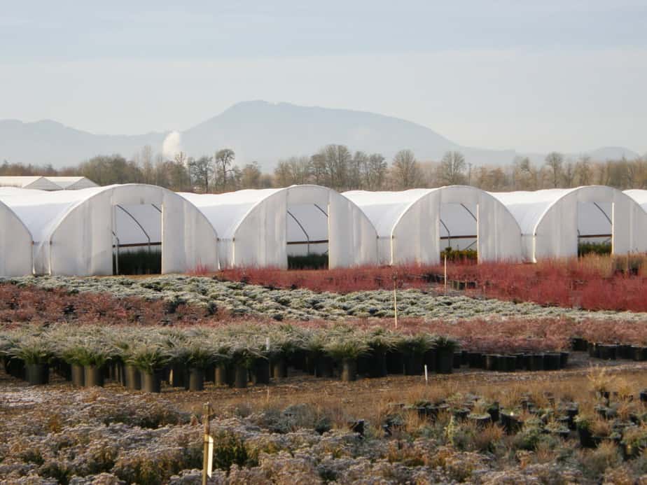 Glass or Plastic Greenhouse