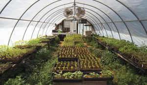 Read more about the article Super Easy Greenhouse Maintenance Guide