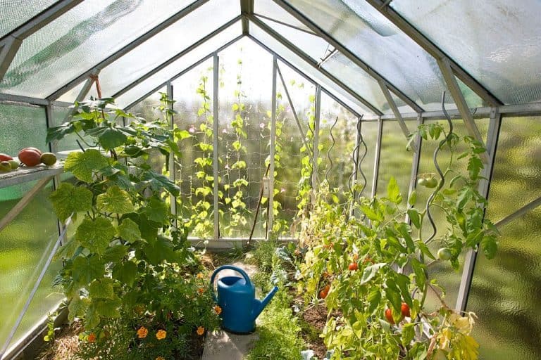 How to Set Up a Greenhouse Kit for Beginners - Greenhouse Info