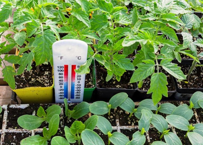 What Temperature Should A Greenhouse Be? Greenhouse Info