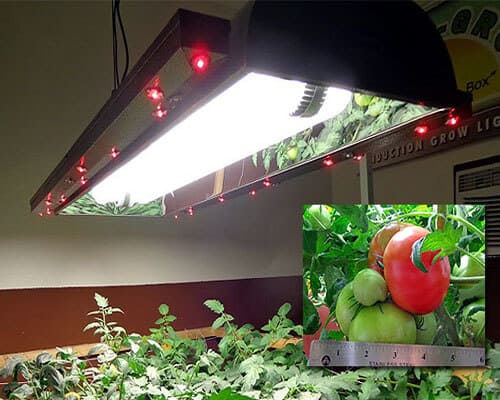 Induction Lighting greenhouse