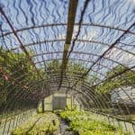 Guide to the Best Rebar Greenhouse Plans