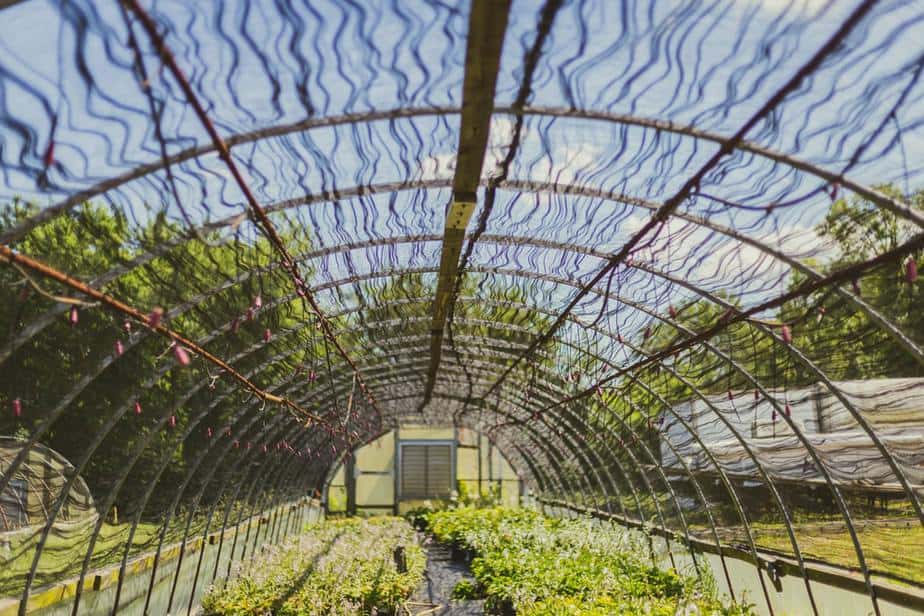Read more about the article Guide to the Best Rebar Greenhouse Plans