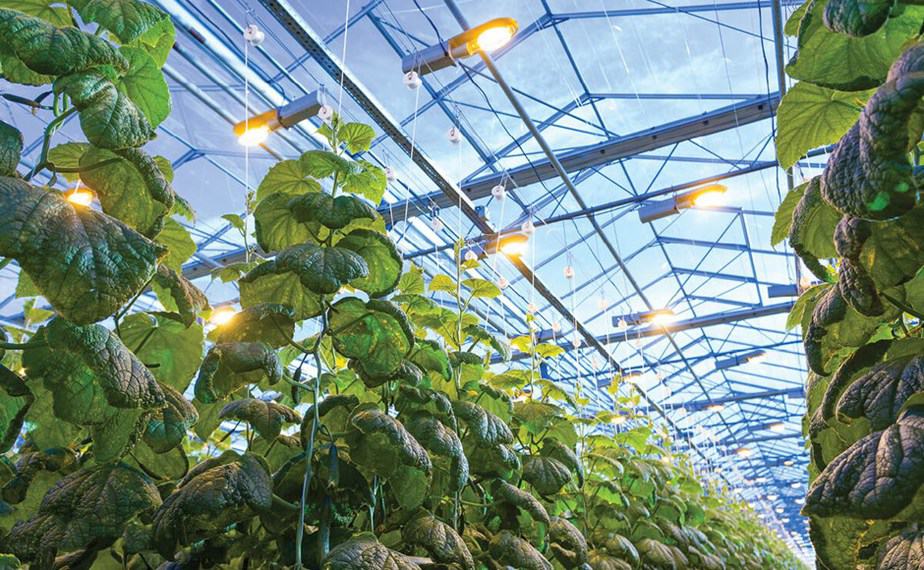 Guide to Greenhouse Grow Lights