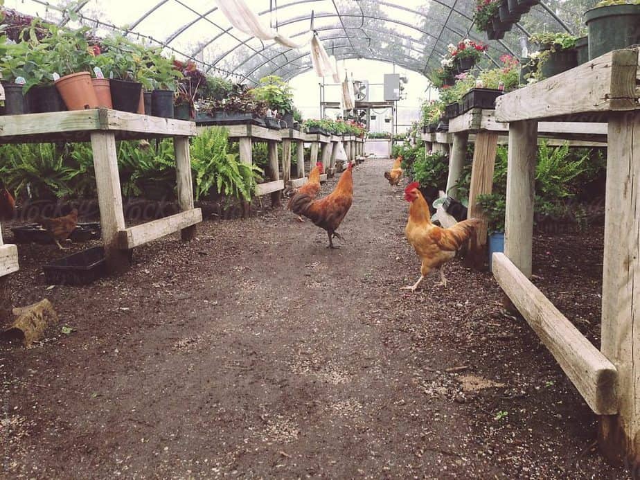 Basic Needs For Chickens In Greenhouses 