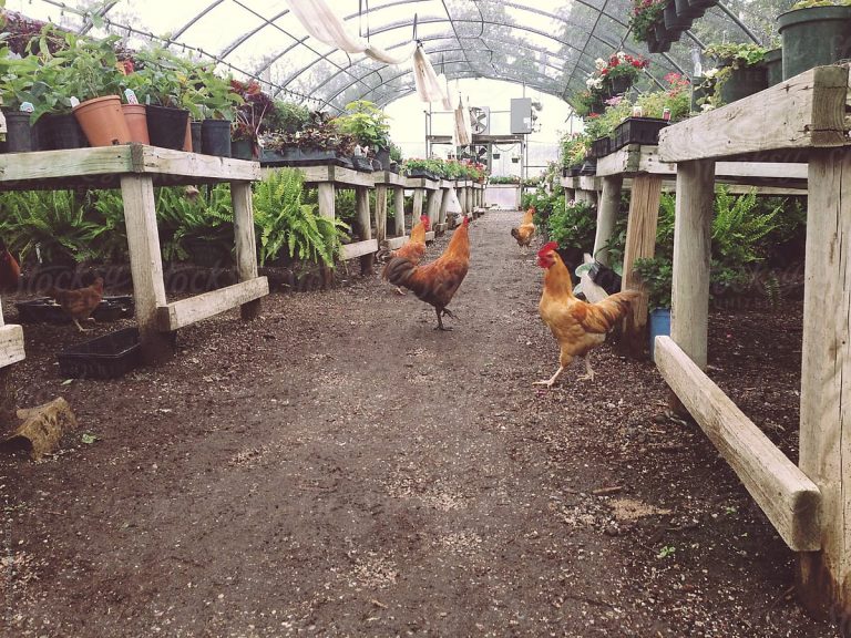 Can You Easily Keep Chickens In Your Greenhouses? Greenhouse Info