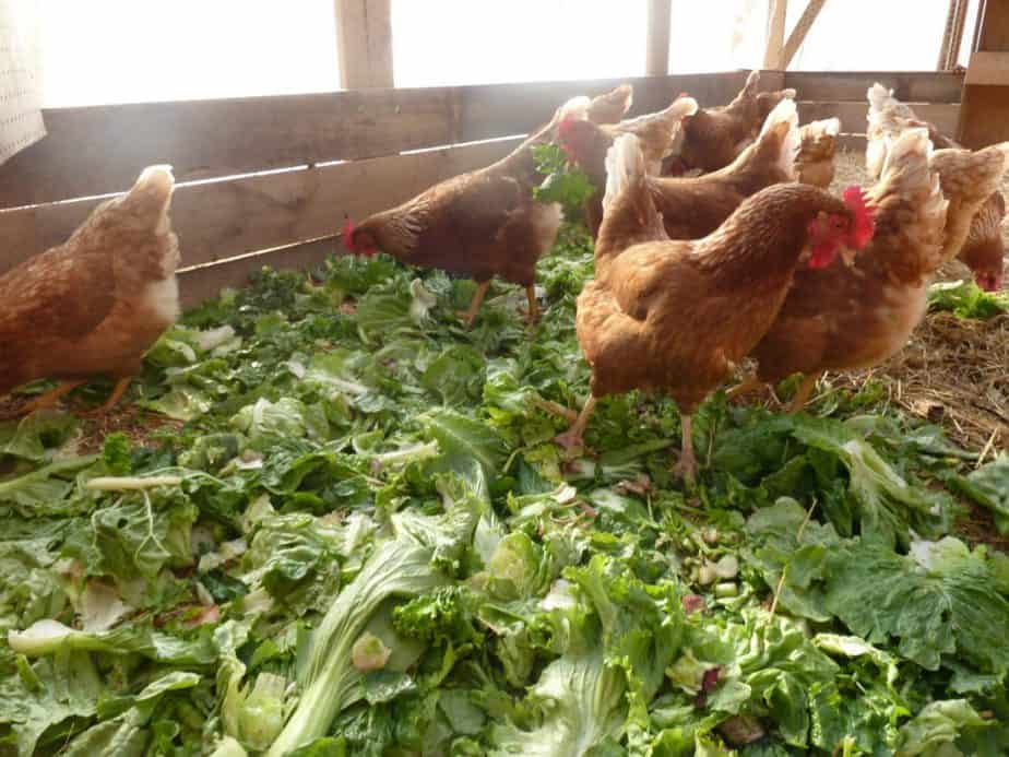 protecting your plants from chickens in a greenhouse