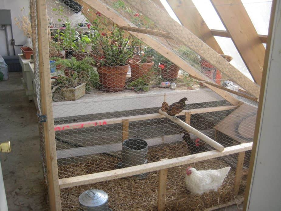 Quick Tips For Chickens In Greenhouses