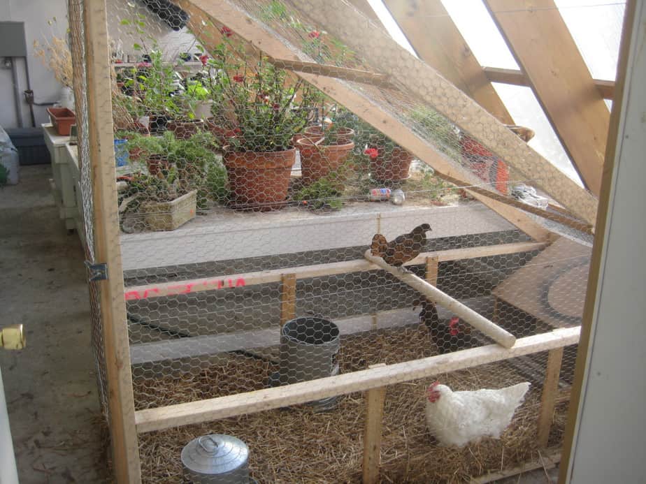 Can You Easily Keep Chickens In Your Greenhouses? Greenhouse Info