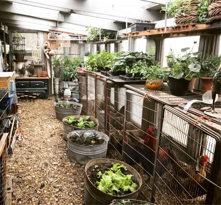 Can You Easily Keep Chickens In Your Greenhouses? Greenhouse Info