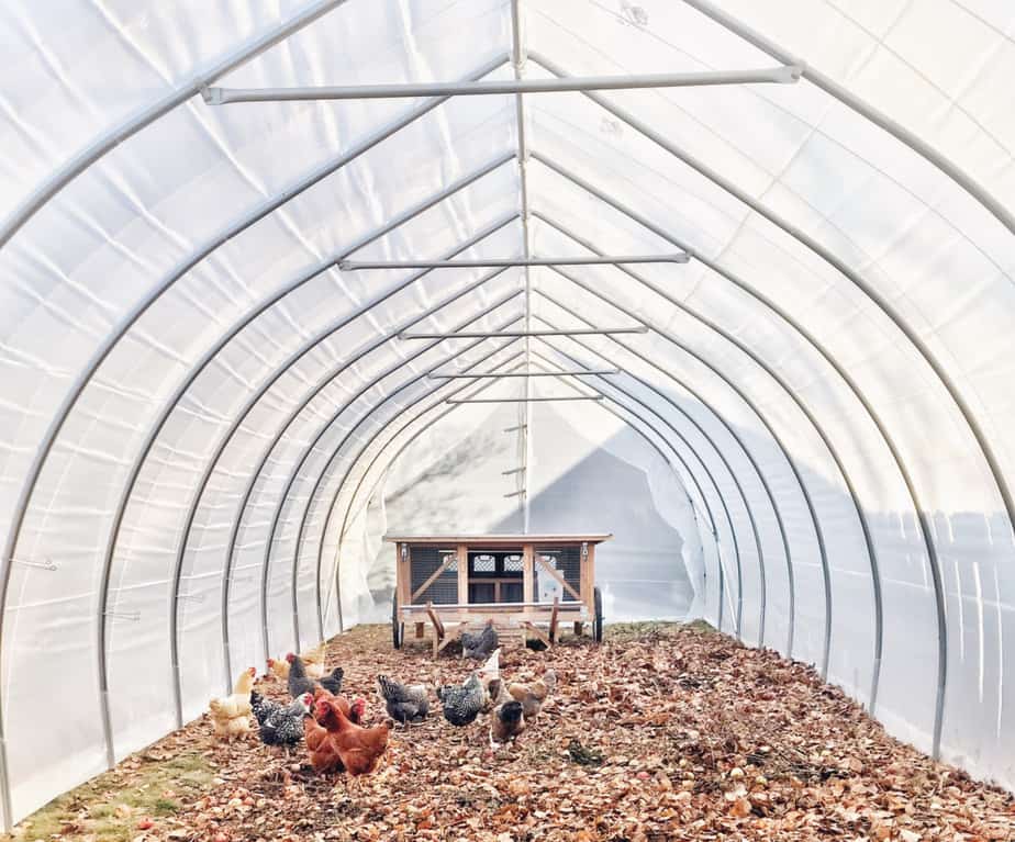 You are currently viewing Can You Easily Keep Chickens In Your Greenhouses?